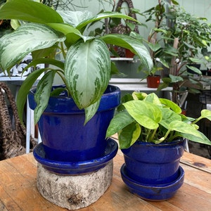 May include: Two potted plants with green leaves. The plants are in blue ceramic pots with matching saucers. The larger plant is on a gray rock. The smaller plant is on a wooden table.