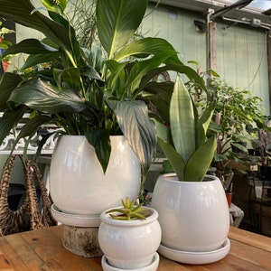 May include: Three white ceramic pots with plants. The largest pot has a peace lily plant, the middle pot has a snake plant, and the smallest pot has a succulent.