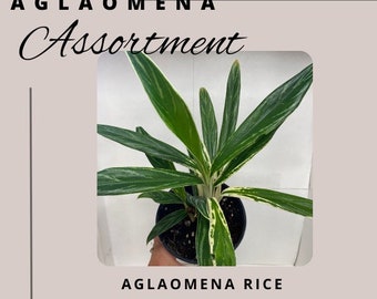 Aglaonema Rice Plant - RARE HOUSEPLANT - Variegated Chinese Evergreen - 4 inch