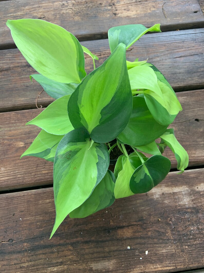 Philodendron Brasil Air Purifying Rare image 0