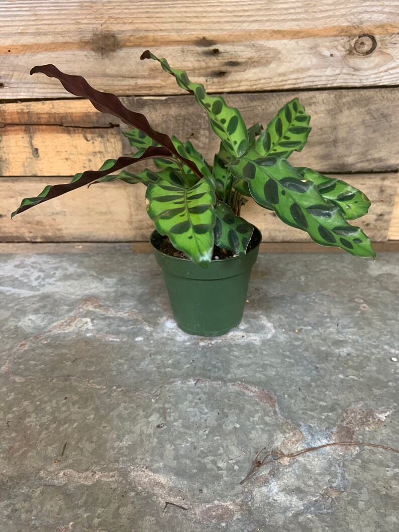 Calathea Lancifolia Rattlesnake Pet Friendly Etsy
