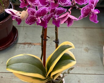 Variegated Leaf Chia E Yenlin  Phalaenopsis Orchid