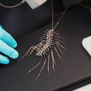 May include: A detailed model of a centipede made from electronic components, such as resistors and capacitors, on a black surface.