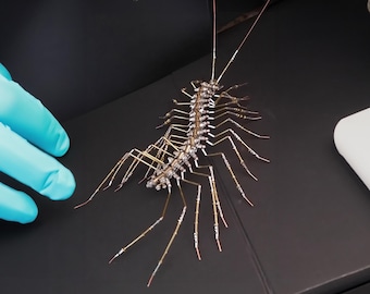 DIY Steampunk Centipede Kit, Mechanical Metal Insect Puzzle, STEM Project
