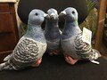 Carrier Pidgeon plush toy with a message for the recipient | Plush pigeon | Plush carrier pigeon with a message for the recipient