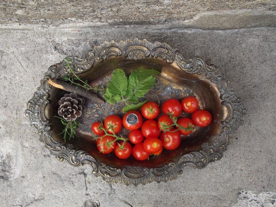 Plant NAIN Semences Tomates Red Robin, Tomates Cerises, Semences