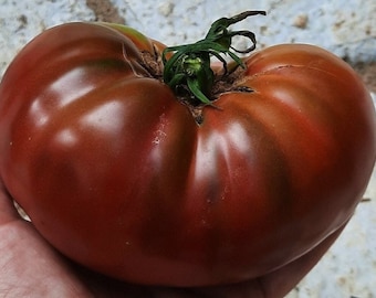 Könnte beinhalten: Eine große, dunkelrote Erbstücksorte Tomate mit einem grünen Stiel. Die Tomate hat eine glatte, glänzende Haut und eine leicht unregelmäßige Form.