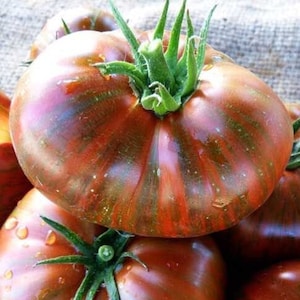 15 Chocolate Stripes Tomato Seeds  - Heirloom