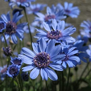 15 "Pretty Blue" Daisy Seeds - Felicia
