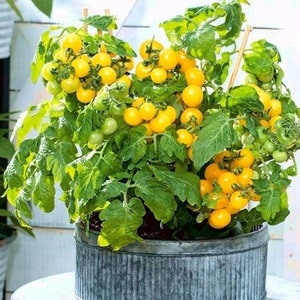 May include: A potted yellow cherry tomato plant with green leaves and ripe tomatoes in a galvanised metal pot.