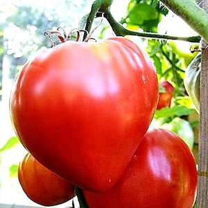 15 Semillas de Tomate Rosa Corazón de Buey