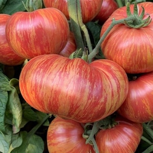 15 semillas de tomate cebra roja