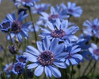 15 "Pretty Blue" Daisy Seeds - Felicia