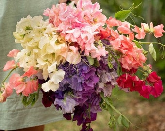 15 Heaven Scent Mixed Sweet Pea Seeds