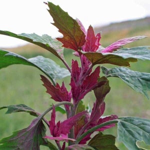 25 Tree Spinach Seeds Chenopodium Giganteum image 2