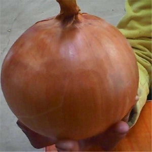 May include: A large, brown onion with a smooth, slightly textured skin. The onion is being held by a hand.