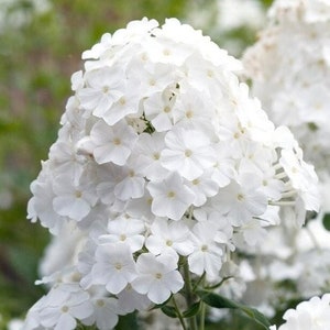 May include: A cluster of white phlox flowers in full bloom. The flowers are arranged in a dense, rounded shape, with many small, white petals.