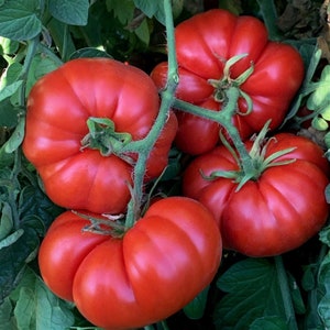 15 Super Marmande Precoce Italian Tomato Seeds - Heirloom
