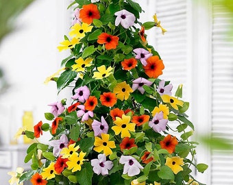 15 Black Eyed Susan Alata Mix Seeds - Orange, Yellow, Red & White