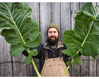 25 Thousandhead Kale Seeds - Heirloom