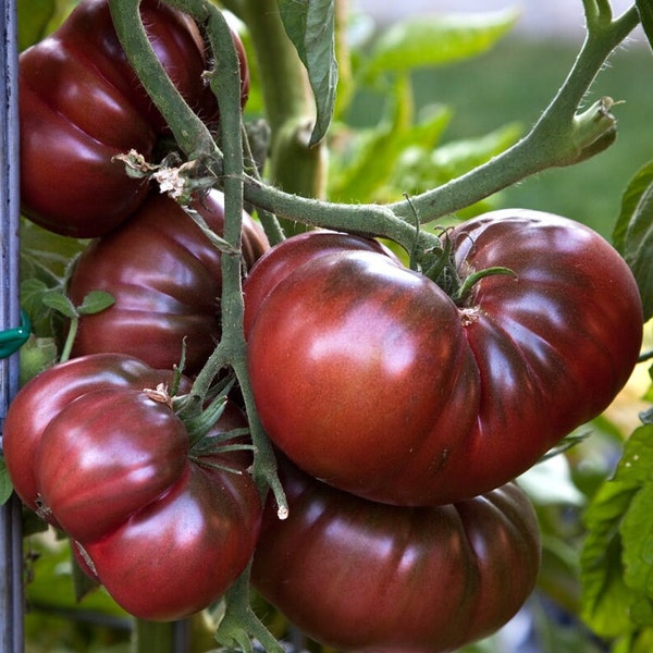 15 Heirloom Black Russian Tomato Seeds - Heirloom