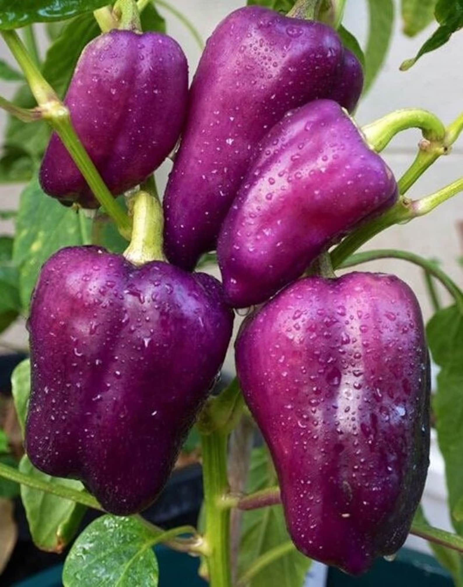 15 Purple Sweet Bell Pepper Seeds Etsy UK