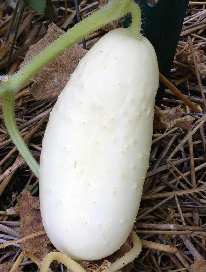 15 White Wonder Cucumber Seeds Etsy UK