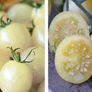 15 Snow White Cherry Tomato Seeds