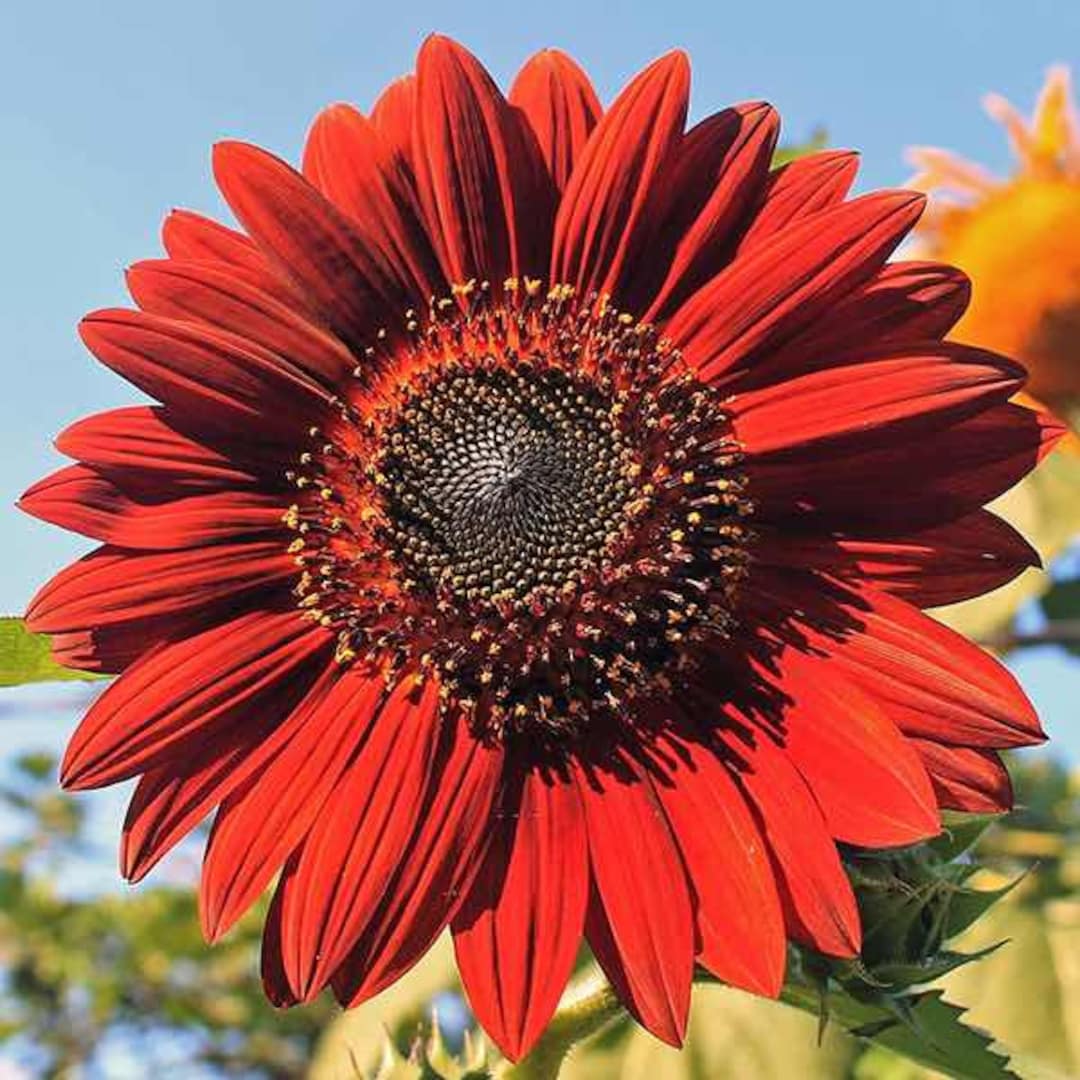 25 Red Sun Sunflower Seeds Etsy UK