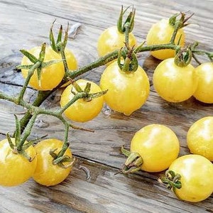 15 Snowberry Cherry Tomato Seeds - Heirloom