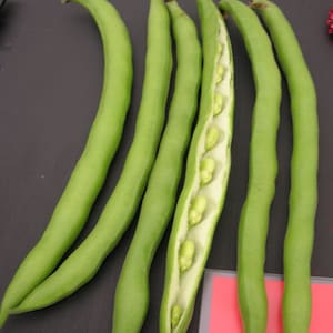 May include: Six green broad beans, some with the pods open to reveal the beans inside.