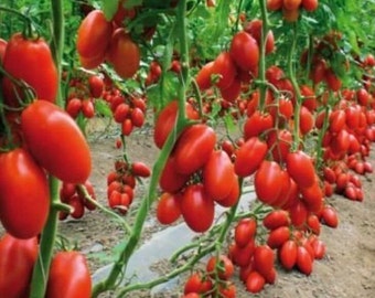 15 San Marzano 2 Tomato Seeds - Heirloom Cooking Tomato