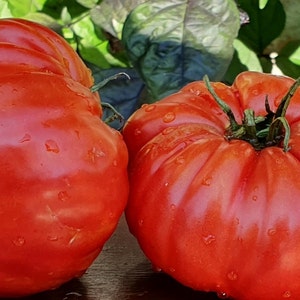 15 Brutus Tomato Seeds - up to 1kg & 8" across