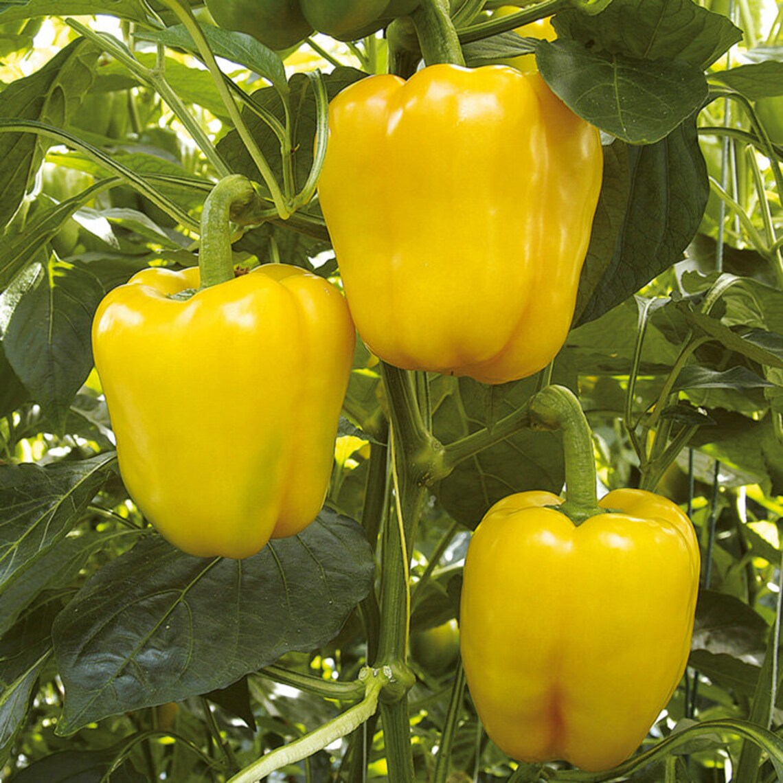 25 Golden California Wonder Bell Pepper Seeds Etsy UK