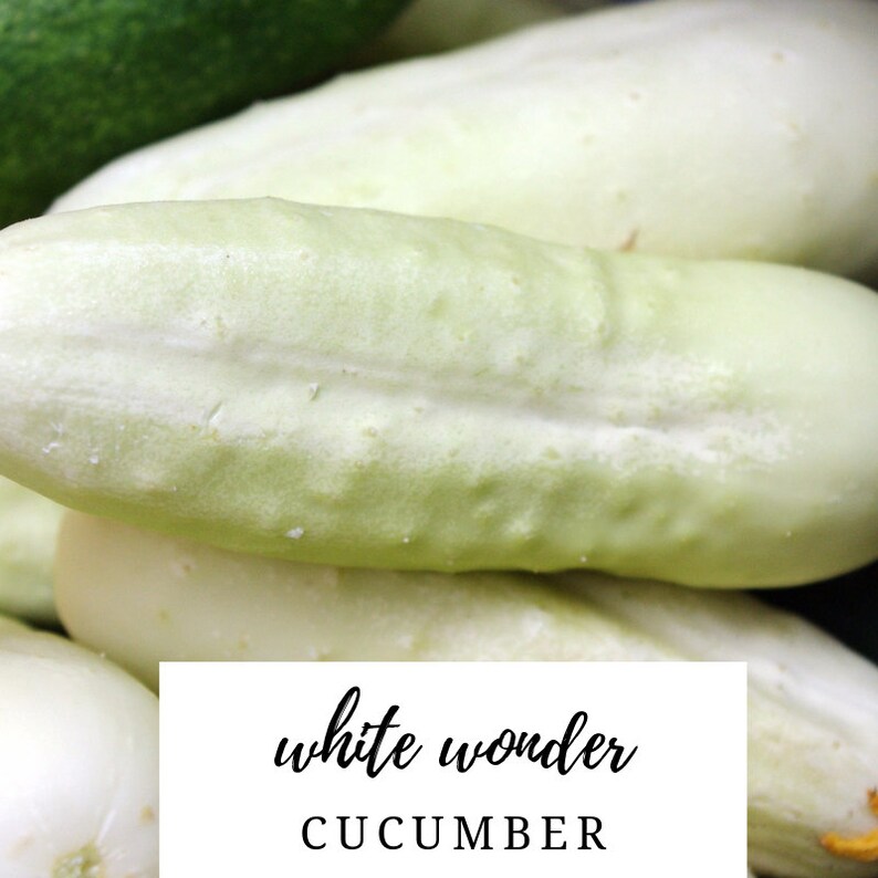 15 White Wonder Cucumber Seeds Etsy UK