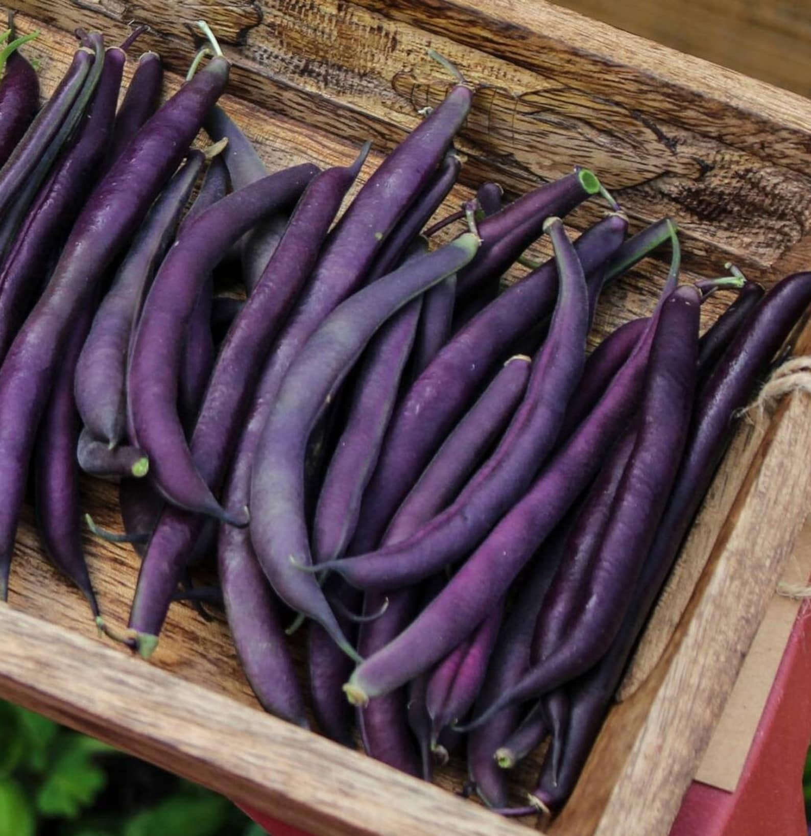15 Purple Queen French Dwarf Bean Seeds Stringless Etsy UK