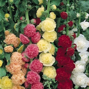 25 Chater's Mix Double Hollyhock Seeds