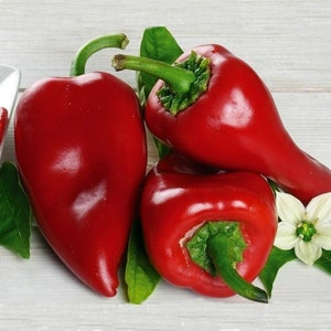 15 Piquillo Pepper Seeds - Heirloom