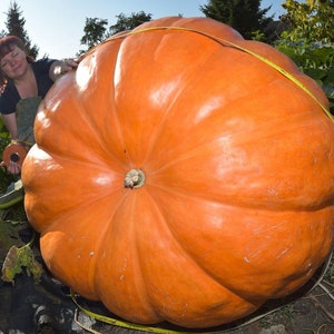 10 Super Max Pumpkin Seeds