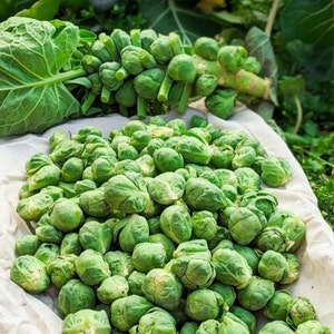 35 Bedford Fillbasket Brussels Sprouts Seeds - Harvest August - January