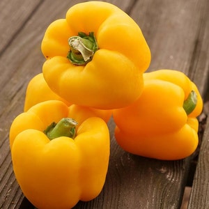 15 Mini Yellow Sweet Bell Pepper Seeds - 1 - 1.5 inches tall