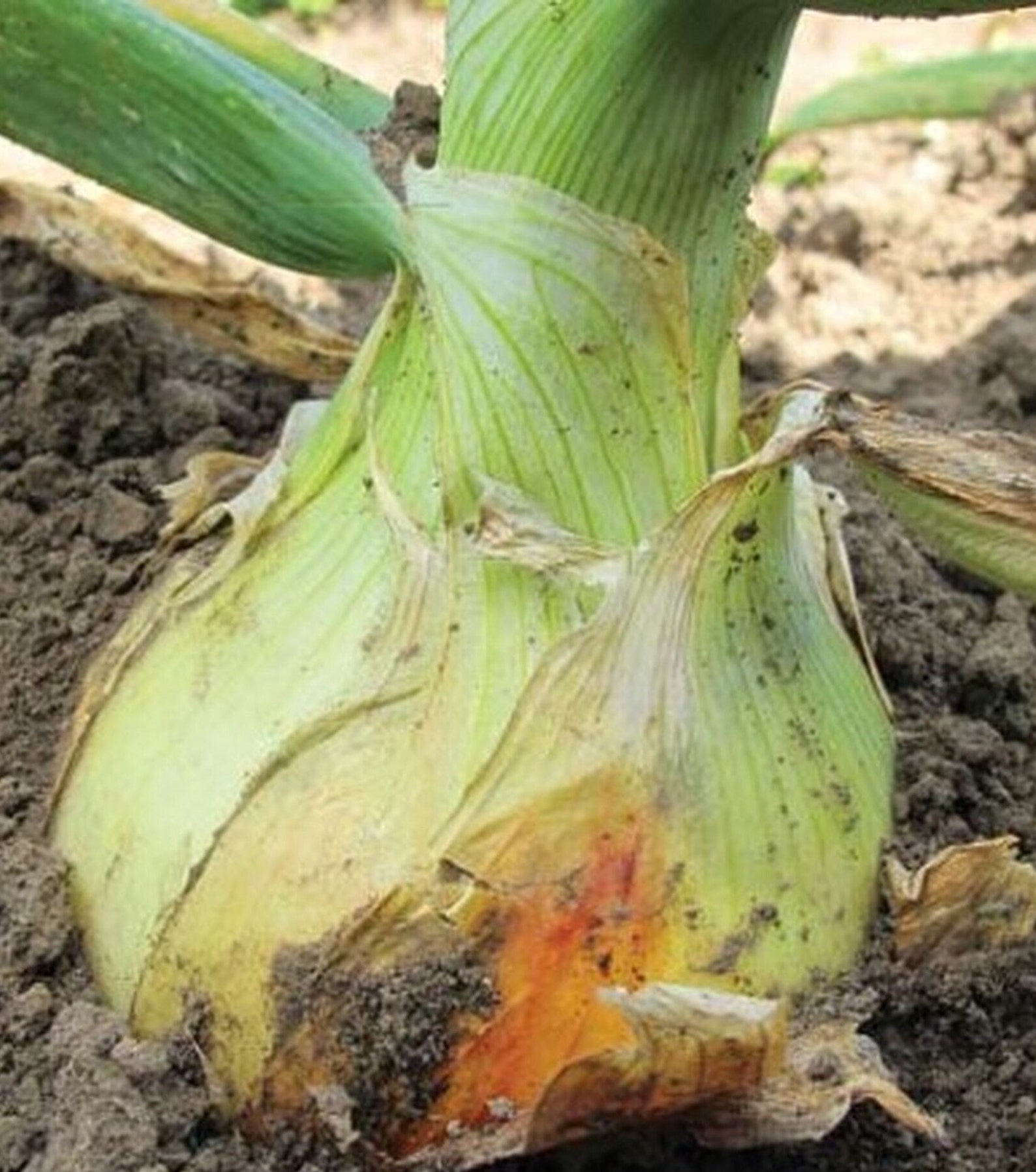 50 Ailsa Craig Giant Onion Seeds Exhibition Show Favourite Etsy UK