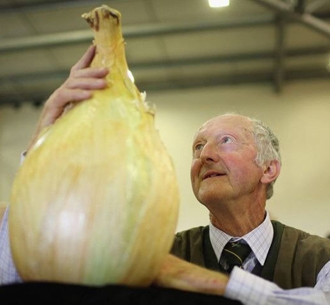50 Ailsa Craig Giant Onion Seeds Exhibition Show Favourite Etsy UK