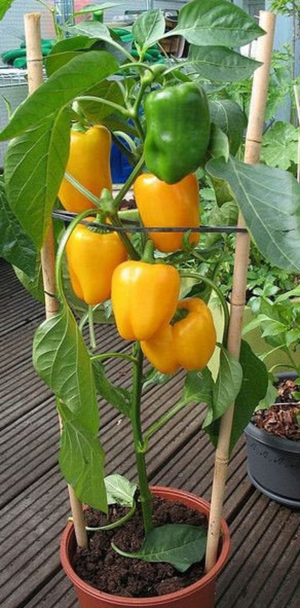 25 Golden California Wonder Bell Pepper Seeds Etsy