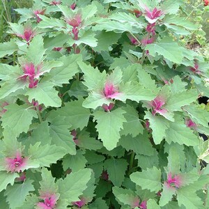 25 Tree Spinach Seeds Chenopodium Giganteum image 10