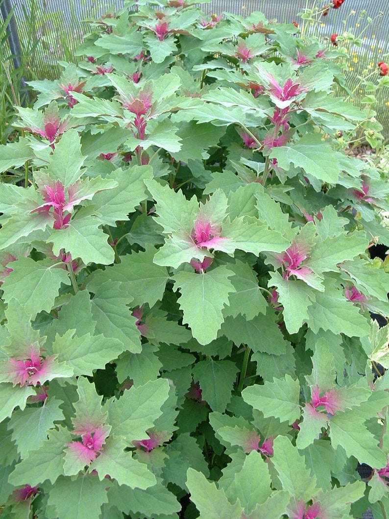 25 Tree Spinach Seeds Chenopodium Giganteum image 10