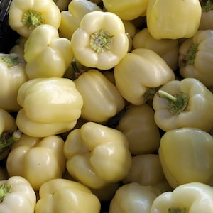 15 White Diamond Bell Pepper Seeds