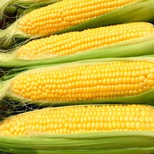 May include: Four ears of corn with husks, showing the yellow kernels. The corn is fresh and ready to eat.
