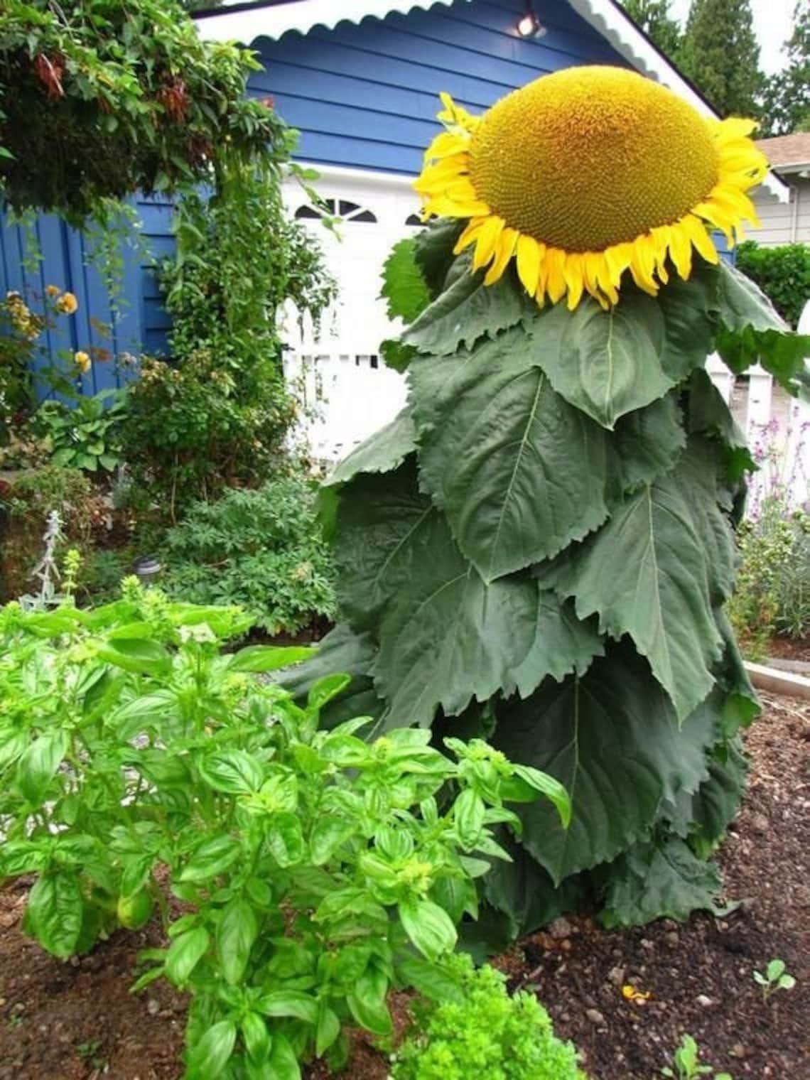 12 Mongolian Giant Sunflower Seeds Up to 14 feet tall 18 Etsy