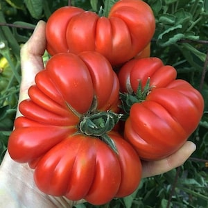 15 Pomodoro Costoluto Fiorentino Tomato Seeds - Heirloom